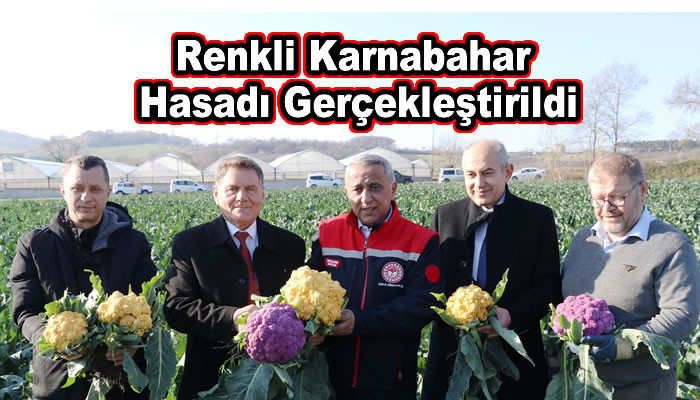 Renkli Karnabahar Hasadı Gerçekleştirildi